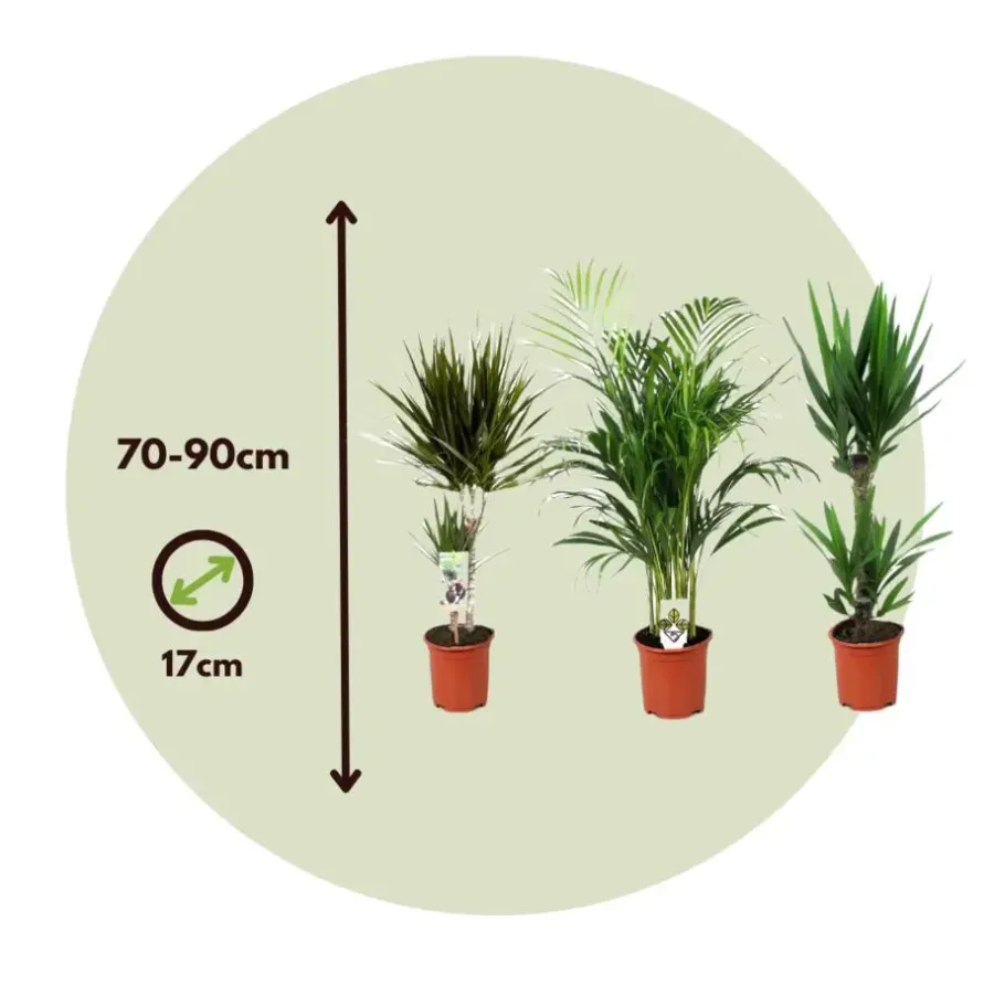 Kamerplanten-Plant in a Box Set grote kamerpalmen - Set van 3 - Indoor Palmmix XL - Hoogte 70-90cm - ⌀17cm