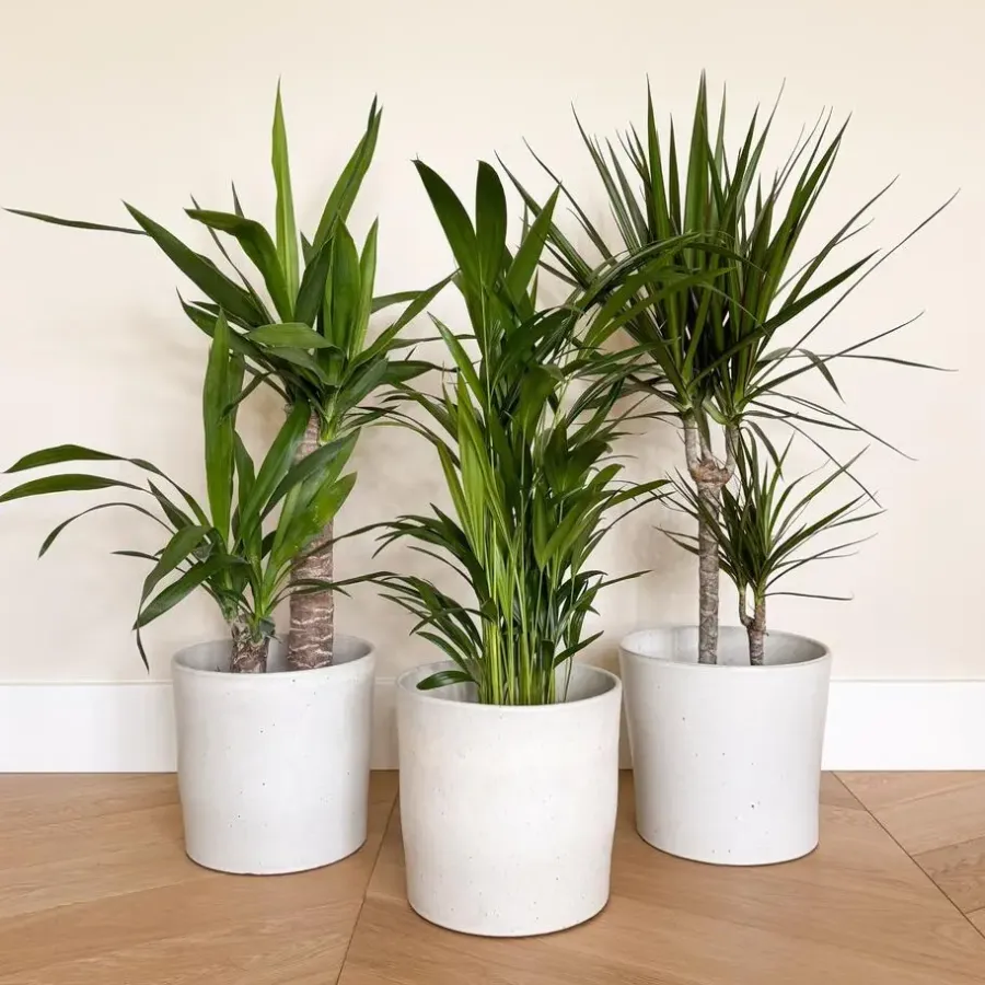 Kamerplanten-Plant in a Box Set grote kamerpalmen - Set van 3 - Indoor Palmmix XL - Hoogte 70-90cm - ⌀17cm