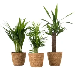 Plant in a Box Set van 3 mini kamerpalmen incl. mandjes - Hoogte 25-40cm - ⌀12cm
