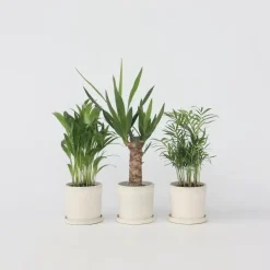 Plant in a Box Set van 3 mini kamerpalmen incl. mandjes - Hoogte 25-40cm - ⌀12cm
