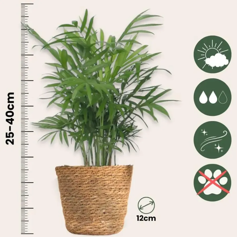 Plant in a Box Set van 3 mini kamerpalmen incl. mandjes - Hoogte 25-40cm - ⌀12cm