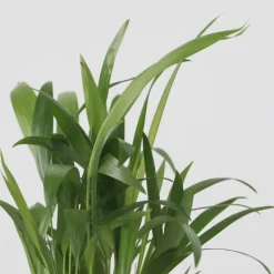 Plant in a Box Set van 3 mini kamerpalmen incl. mandjes - Hoogte 25-40cm - ⌀12cm