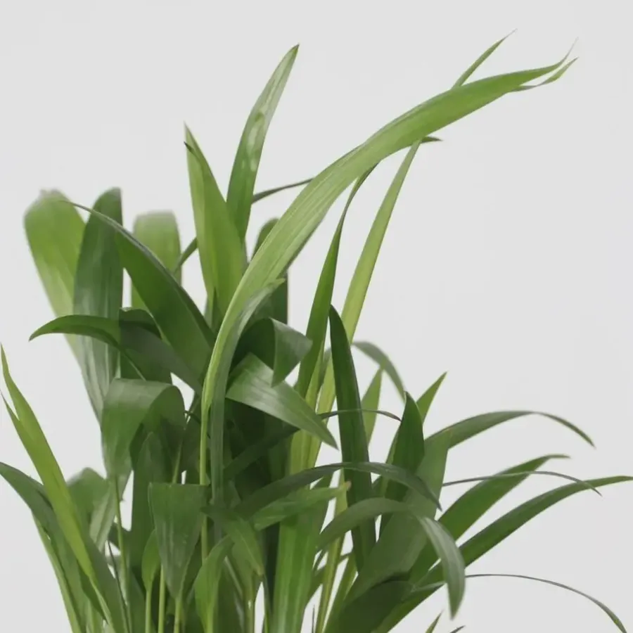 Plant in a Box Set van 3 mini kamerpalmen incl. mandjes - Hoogte 25-40cm - ⌀12cm