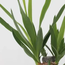 Plant in a Box Set van 3 mini kamerpalmen incl. mandjes - Hoogte 25-40cm - ⌀12cm