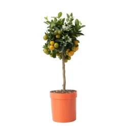 Planten|Tuinplanten-Plant in a Box Sinaasappelboom - Citrus mitis 'Calamondin' - Hoogte 55-65cm - ⌀19cm