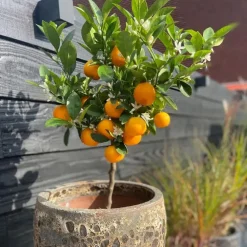 Planten|Tuinplanten-Plant in a Box Sinaasappelboom - Citrus mitis 'Calamondin' - Hoogte 55-65cm - ⌀19cm