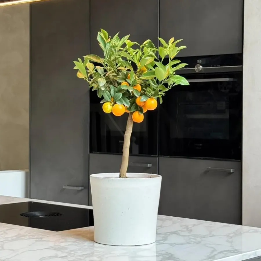 Planten|Tuinplanten-Plant in a Box Sinaasappelboom - Citrus mitis 'Calamondin' - Hoogte 55-65cm - ⌀19cm