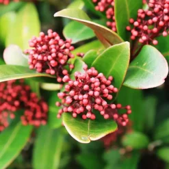 Plant in a Box Skimmia - Set van 4 - Skimmia japonica 'Rubella' - Hoogte 35-45cm - ⌀15cm