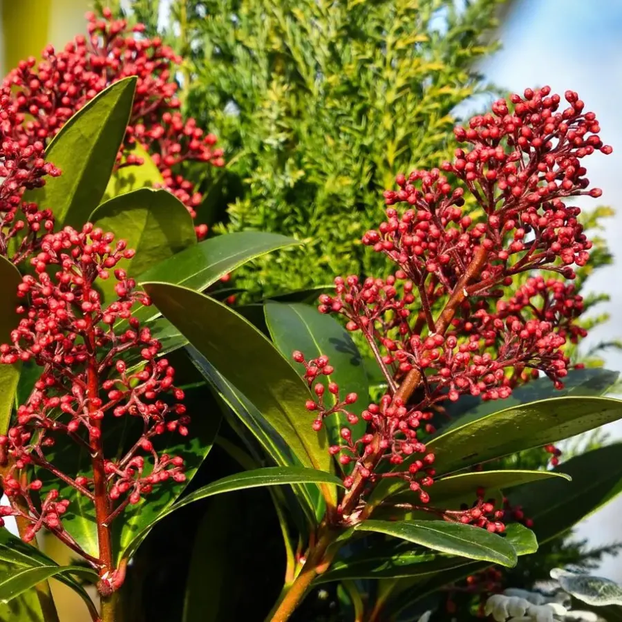 Plant in a Box Skimmia - Set van 4 - Skimmia japonica 'Rubella' - Hoogte 35-45cm - ⌀15cm
