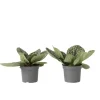 Plant in a Box Spiraalvrucht - 2 Stuks - Streptocarpus 'Pretty Turtle' - Hoogte 25-35cm - ⌀13cm
