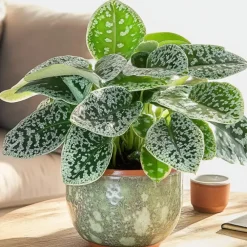 Plant in a Box Spiraalvrucht - 2 Stuks - Streptocarpus 'Pretty Turtle' - Hoogte 25-35cm - ⌀13cm