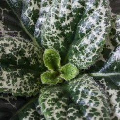 Plant in a Box Spiraalvrucht - 2 Stuks - Streptocarpus 'Pretty Turtle' - Hoogte 25-35cm - ⌀13cm