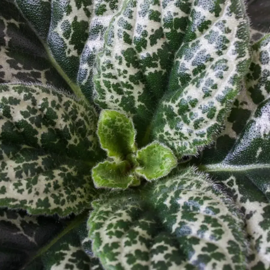 Plant in a Box Spiraalvrucht - Streptocarpus 'Pretty Turtle' - Hoogte 25-35cm - ⌀13cm