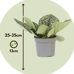 Plant in a Box Spiraalvrucht - Streptocarpus 'Pretty Turtle' - Hoogte 25-35cm - ⌀13cm