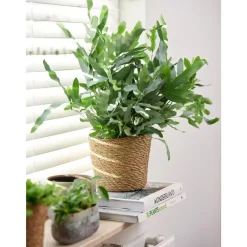 Bloempotten|Bloempotten Voor Binnen-Ter Steege Steege Plantenpot - beige - gevlochten zeegras - 22 x 19 cm