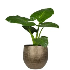Ter Steege Steege Plantenpot - modern design - goudkleurig - 32 x 36 cm