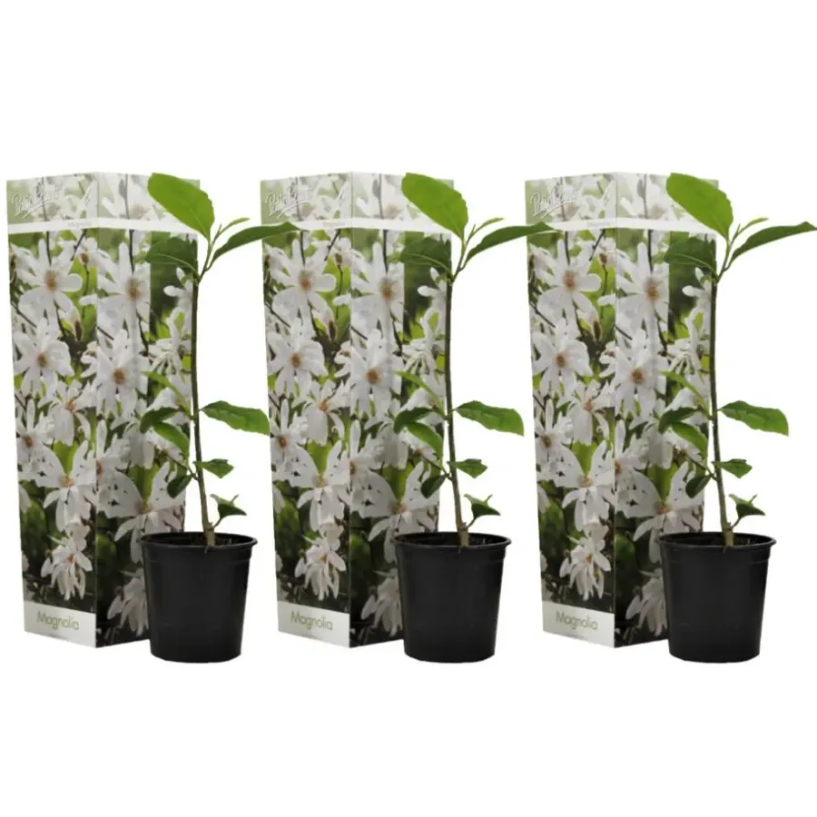 Tuinplanten-Plant in a Box Stermagnolia - Set van 3 - Magnolia 'Stellata' - Hoogte 25-40cm - ⌀9cm