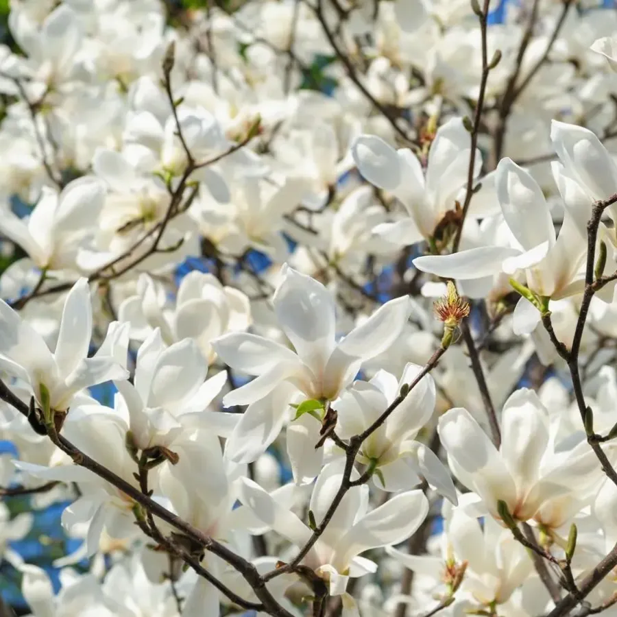 Tuinplanten-Plant in a Box Stermagnolia - Set van 3 - Magnolia 'Stellata' - Hoogte 25-40cm - ⌀9cm