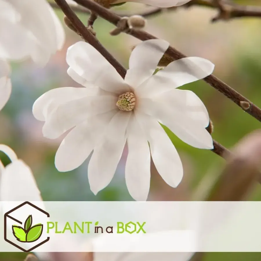 Tuinplanten-Plant in a Box Stermagnolia - Set van 3 - Magnolia 'Stellata' - Hoogte 25-40cm - ⌀9cm