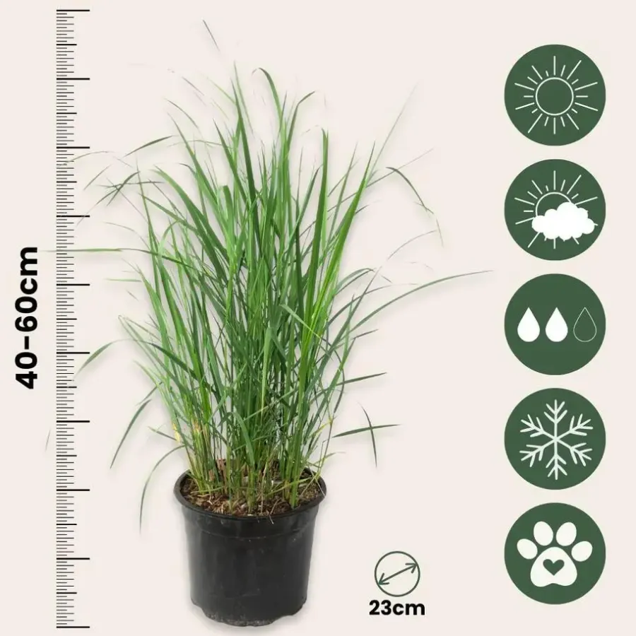 Plant in a Box Struisriet - Calamagrostis 'Karl Foerster' - Hoogte 40-60cm - ⌀23cm