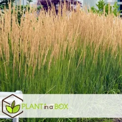 Plant in a Box Struisriet - Calamagrostis 'Karl Foerster' - Hoogte 40-60cm - ⌀23cm