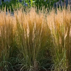 Planten|Tuinplanten-Plant in a Box Struisriet - Set van 2 - Calamagrostis 'Karl Foerster' - Hoogte 40-60cm - ⌀23cm