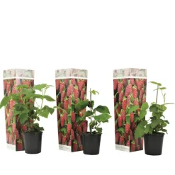 Plant in a Box Taybessenplant - Set van 3 - Rubus 'Tayberry' - Hoogte 25-40cm - ⌀9cm