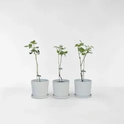 Plant in a Box Taybessenplant - Set van 3 - Rubus 'Tayberry' - Hoogte 25-40cm - ⌀9cm