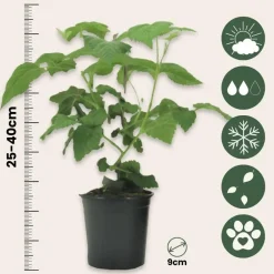 Plant in a Box Taybessenplant - Set van 3 - Rubus 'Tayberry' - Hoogte 25-40cm - ⌀9cm