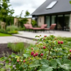 Plant in a Box Taybessenplant - Set van 3 - Rubus 'Tayberry' - Hoogte 25-40cm - ⌀9cm