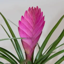 Plant in a Box Tillandsia cyanea ‘Pastel’ – Set van 3 met pot – Hoogte 20–30cm – ø7cm