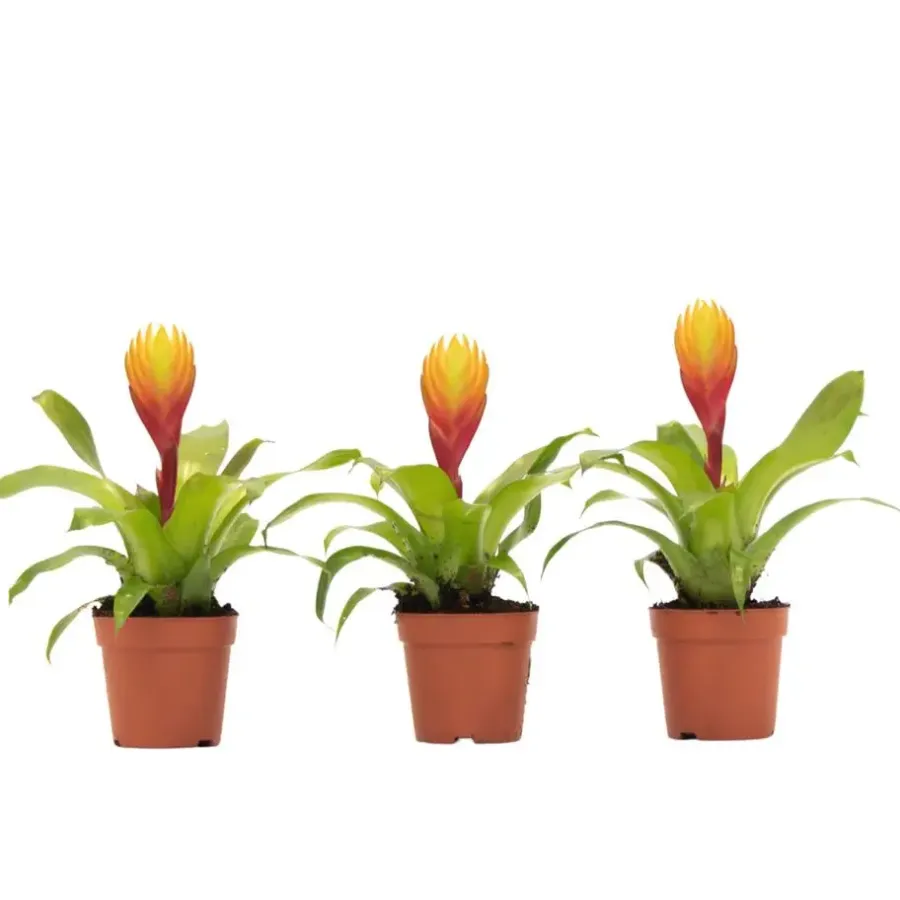 Kamerplanten-Plant in a Box Tillandsia Vriesea 'Dorado' - Set van 3 - Hoogte 15-25cm - ø7cm