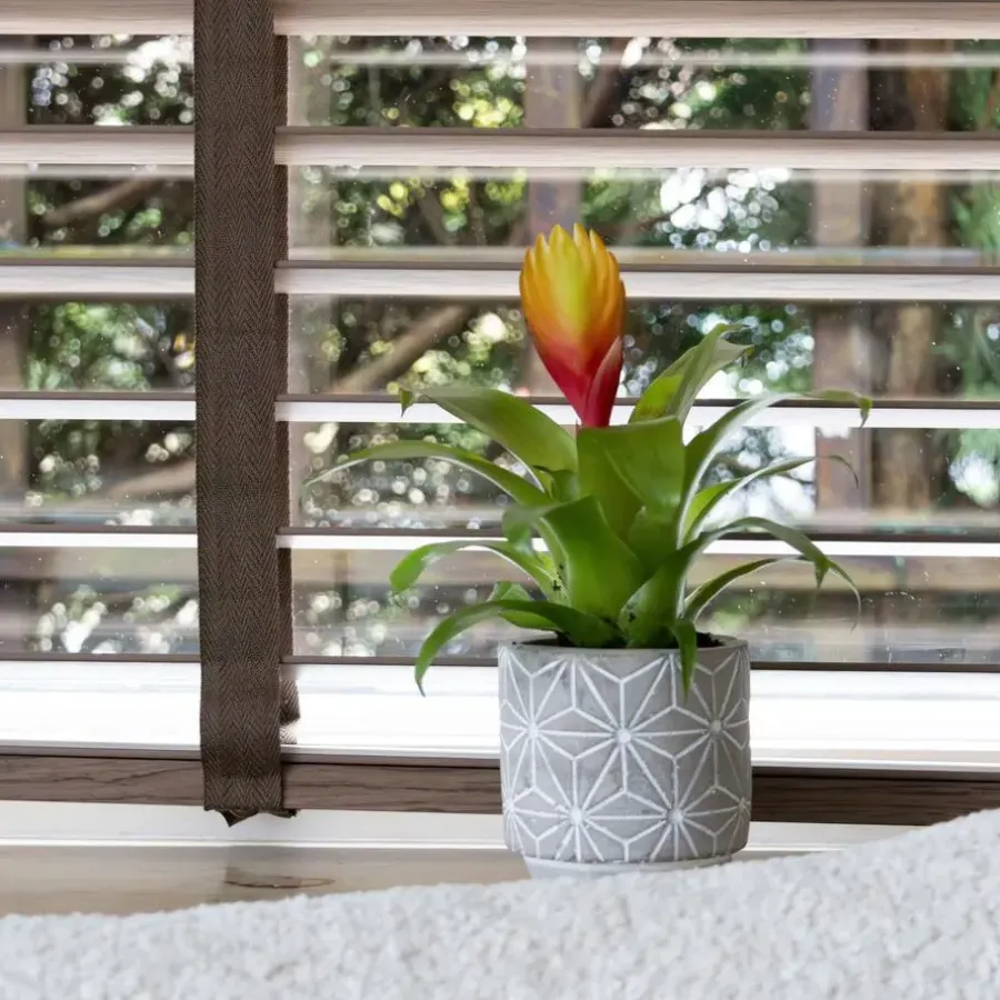 Kamerplanten-Plant in a Box Tillandsia Vriesea 'Dorado' - Set van 3 - Hoogte 15-25cm - ø7cm