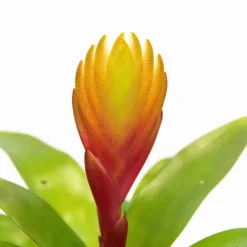 Kamerplanten-Plant in a Box Tillandsia Vriesea 'Dorado' - Set van 3 - Hoogte 15-25cm - ø7cm
