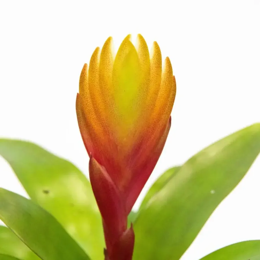 Kamerplanten-Plant in a Box Tillandsia Vriesea 'Dorado' - Set van 3 - Hoogte 15-25cm - ø7cm