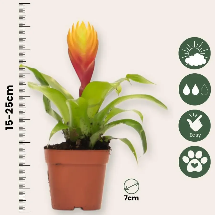 Kamerplanten-Plant in a Box Tillandsia Vriesea 'Dorado' - Set van 3 - Hoogte 15-25cm - ø7cm