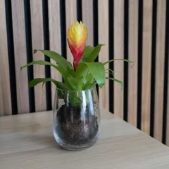 Kamerplanten-Plant in a Box Tillandsia Vriesea 'Dorado' - Set van 3 - Hoogte 15-25cm - ø7cm