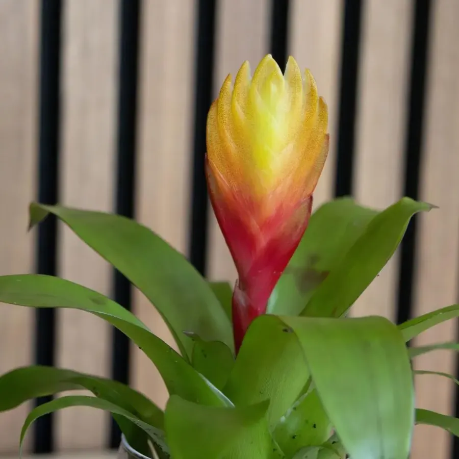 Kamerplanten-Plant in a Box Tillandsia Vriesea 'Dorado' - Set van 3 - Hoogte 15-25cm - ø7cm