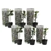 Planten|Tuinplanten-Plant in a Box Toscaanse jasmijn - Set van 6 - Trachelospermum jasm. - Hoogte 25-40cm - ⌀9cm