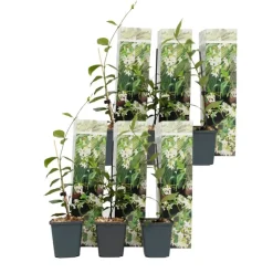 Plant in a Box Toscaanse jasmijn - Set van 6 - Trachelospermum jasm. - Hoogte 25-40cm - ⌀9cm