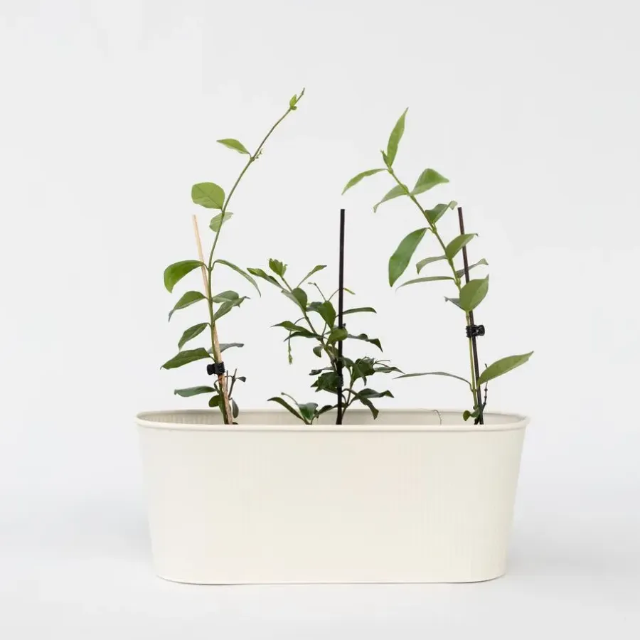 Plant in a Box Toscaanse jasmijn - Set van 6 - Trachelospermum jasm. - Hoogte 25-40cm - ⌀9cm
