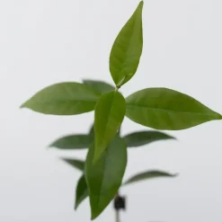Plant in a Box Toscaanse jasmijn - Set van 6 - Trachelospermum jasm. - Hoogte 25-40cm - ⌀9cm