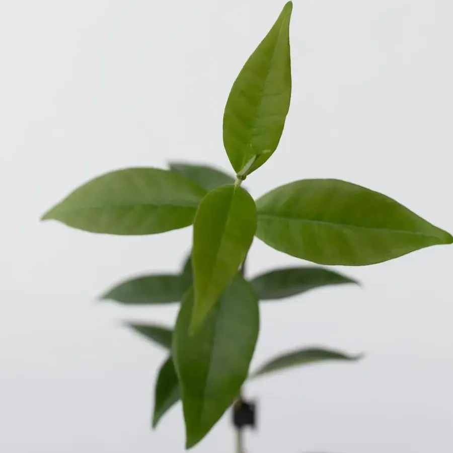 Plant in a Box Toscaanse jasmijn - Set van 6 - Trachelospermum jasm. - Hoogte 25-40cm - ⌀9cm