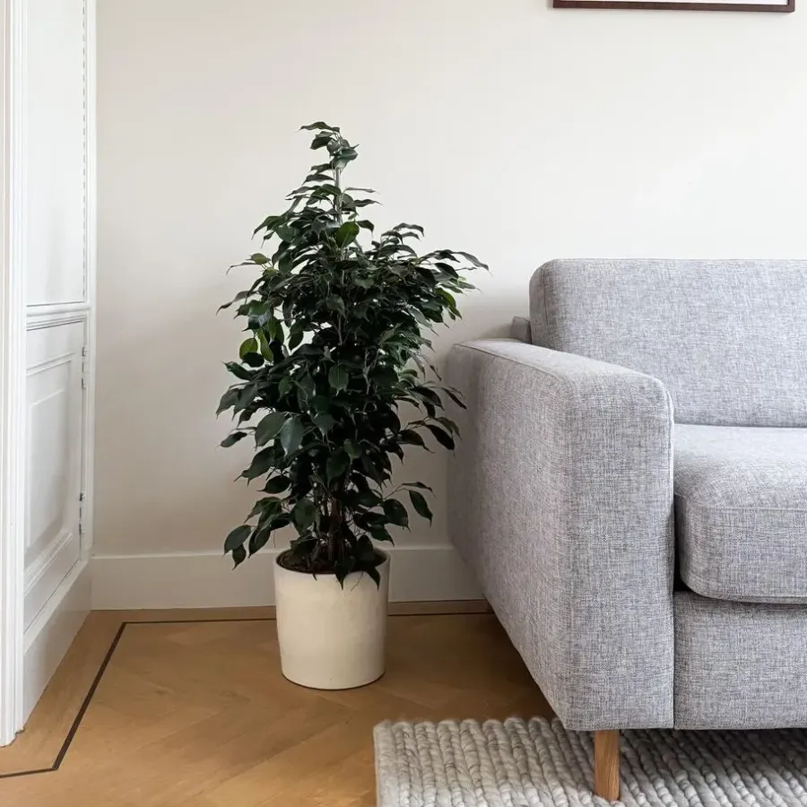 Plant in a Box Treurvijg - Ficus benjamina 'Danielle' - Hoogte 100-110cm - ⌀21cm