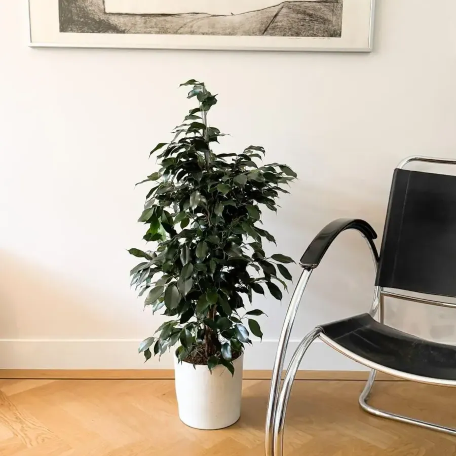 Plant in a Box Treurvijg - Ficus benjamina 'Danielle' - Hoogte 100-110cm - ⌀21cm