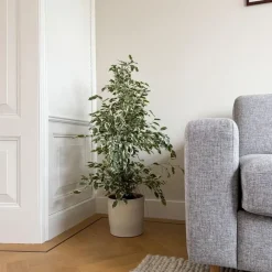 Kamerplanten-Plant in a Box Treurvijg - Ficus Benjamina 'Twilight' - Hoogte 100-110cm - ⌀21cm
