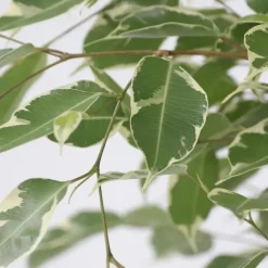Kamerplanten-Plant in a Box Treurvijg - Ficus Benjamina 'Twilight' - Hoogte 100-110cm - ⌀21cm