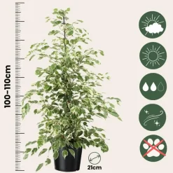 Kamerplanten-Plant in a Box Treurvijg - Ficus Benjamina 'Twilight' - Hoogte 100-110cm - ⌀21cm
