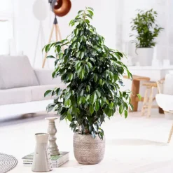 Plant in a Box Treurvijg - Ficus benjamina 'Danielle' - Hoogte 100-110cm - ⌀21cm