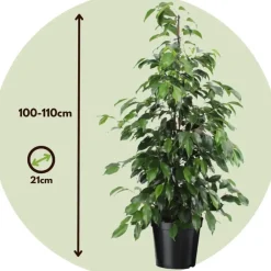 Plant in a Box Treurvijg - Ficus benjamina 'Danielle' - Hoogte 100-110cm - ⌀21cm